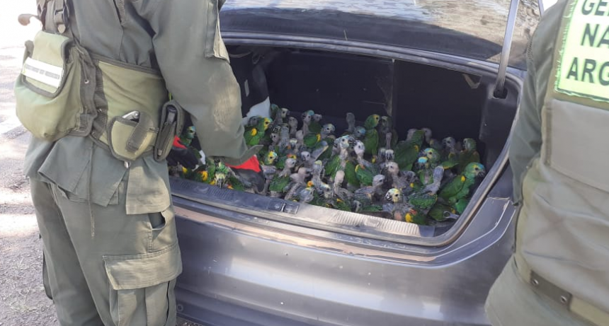 Encerradas en un ba&uacute;l y con una temperatura agobiante intent&oacute; trasladar 100 loros a otra provincia