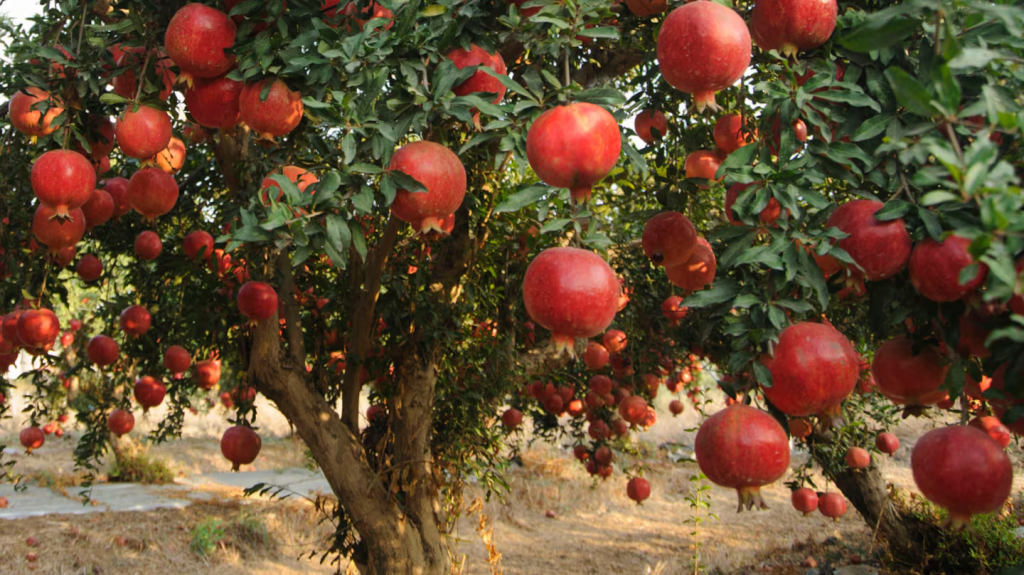 No es el limonero: el &aacute;rbol frutal que no levanta la tierra con sus ra&iacute;ces y necesita pocos cuidados