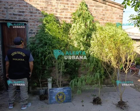 Golpe al narcomenudeo: hallan plantaci&oacute;n de marihuana en el patio de una casa