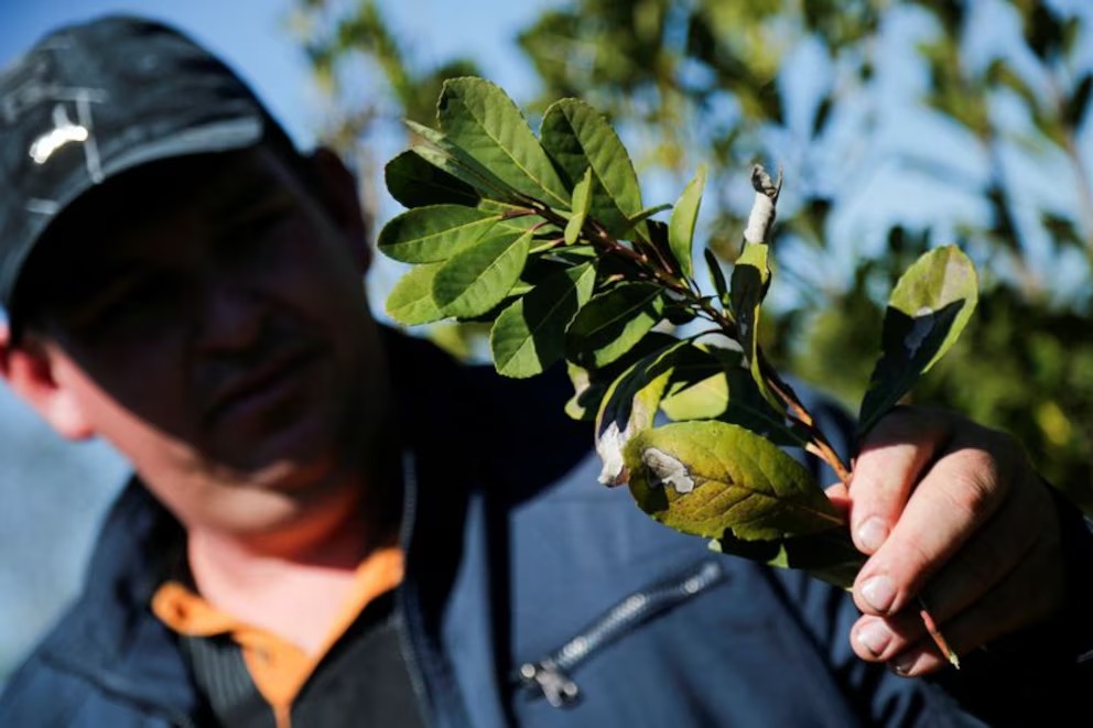 Cient&iacute;ficos argentinos convierten residuos de yerba mate en una alternativa al petr&oacute;leo