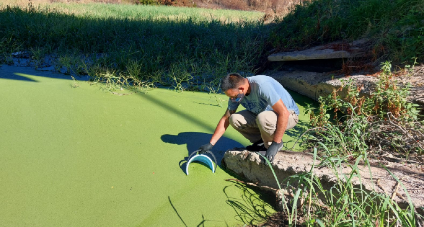 Algas del R&iacute;o Negro: no hallaron cianobacterias en las muestras y afirmaron que son 