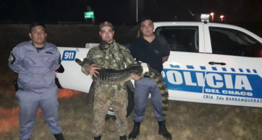 Apareci&oacute; un yacar&eacute; cruzando la calle y lo rescataron en Barranqueras