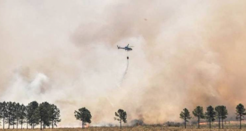 A&uacute;n sin extinguirse los incendios en Corrientes, varios animales regresaron a la reserva Yerbalito