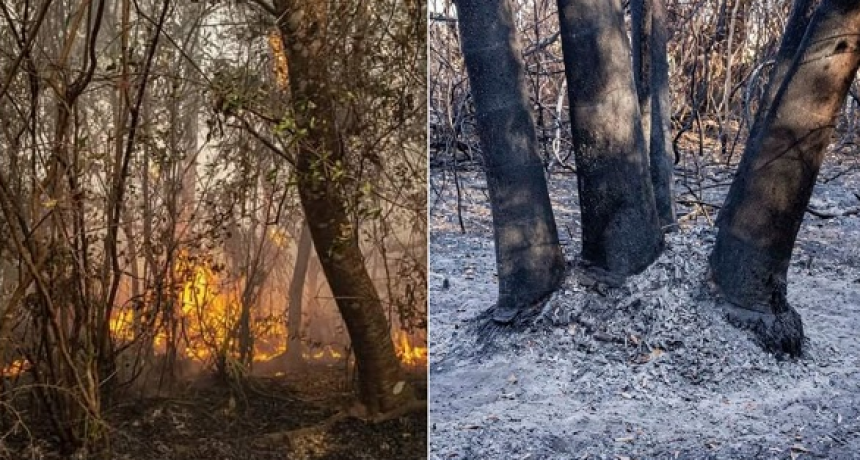 La UNNE lanz&oacute; una campa&ntilde;a para recolectar semillas para recuperar los bosques en Corrientes