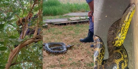Rescatan una curiy&uacute; en el Aeropuerto de Resistencia
