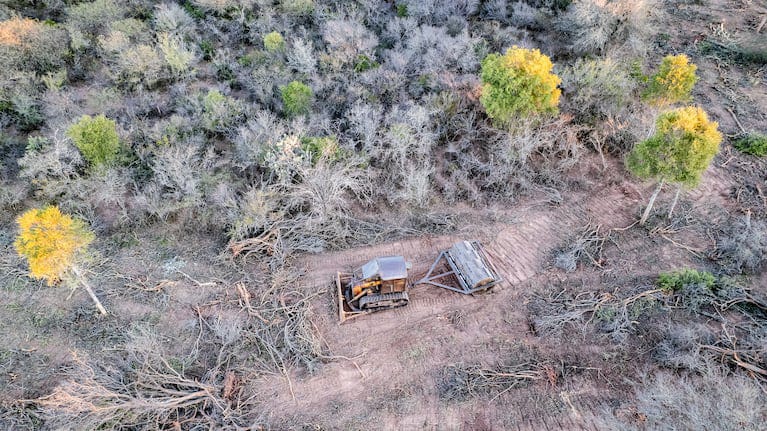 Entre incendios y desmontes, el norte del pa&iacute;s perdi&oacute; m&aacute;s de 200 mil hect&aacute;reas de bosque: 40% m&aacute;s que en 2024