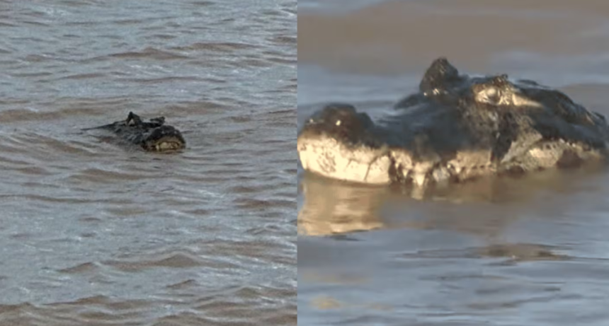 Apareci&oacute; un yacar&eacute; en una playa de Rosario y gener&oacute; alarma