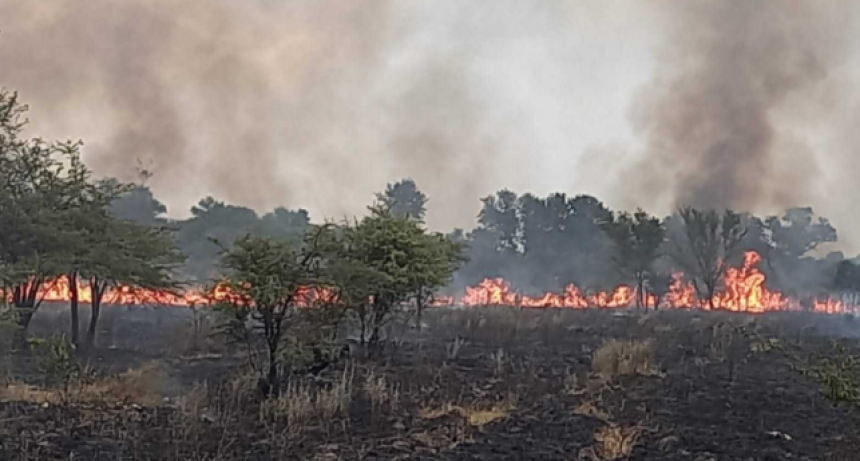 Las provincias de Corrientes y R&iacute;o Negro registran focos activos de incendios forestales
