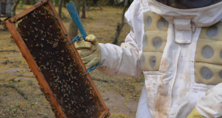 Semana de la Miel Org&aacute;nica del Monte Impenetrable