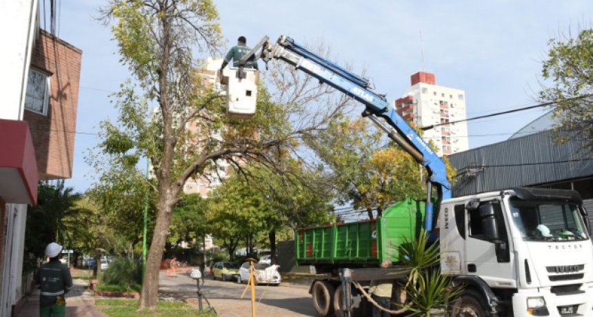 Retomaron el plan "Poda Responsable y Controlada" en Resistencia: recibir&aacute;n pedidos puntuales de vecinos
