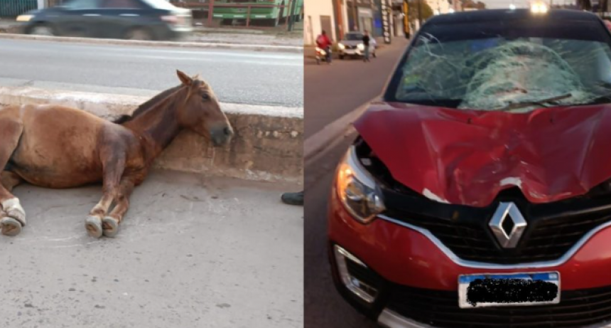 Un auto choc&oacute; a una yegua suelta sobre avenida Alvear: est&aacute; pre&ntilde;ada y deber&aacute;n sacrificarla