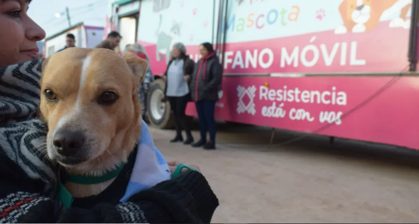 Contin&uacute;a el programa "Mi Mascota" con casi 20.000 castraciones gratuitas realizadas