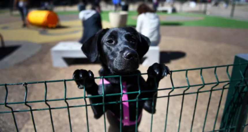 Invitan a participar de un Desfile de Mascotas este s&aacute;bado en Resistencia