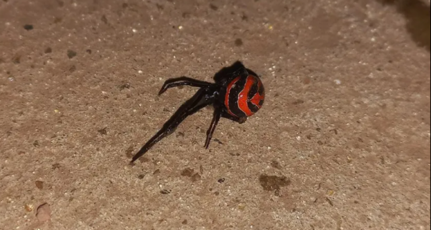 Una ara&ntilde;a venenosa lo pic&oacute; mientras trabajaba, tuvo que viajar 200km para recibir atenci&oacute;n m&eacute;dica y est&aacute; en grave estado
