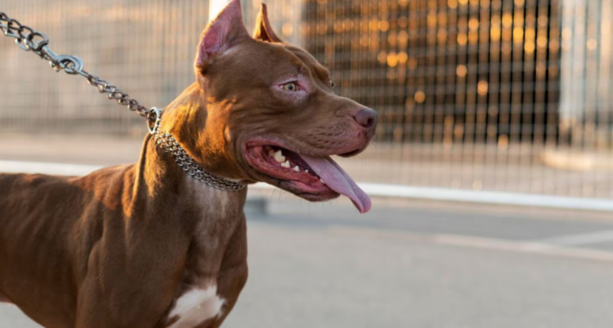 C&oacute;rdoba: una mujer solt&oacute; a sus dos perros pitbull para que atacaran a polic&iacute;as y as&iacute; evitar ser detenida