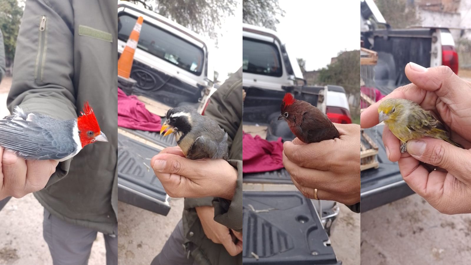 Rescataron aves silvestres trasladadas ilegalmente en un colectivo que sali&oacute; de Pampa del Indio