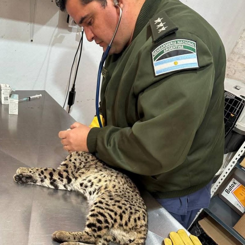 Encuentran y liberan a gato mont&eacute;s encontrado herido en una ruta chaque&ntilde;a