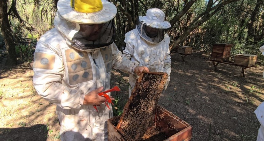 Chaco lidera la producci&oacute;n de miel org&aacute;nica en la provincia