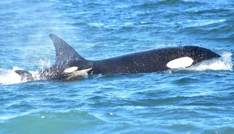 Avistan y documentan una orca reci&eacute;n nacida por primera vez en R&iacute;o Negro
