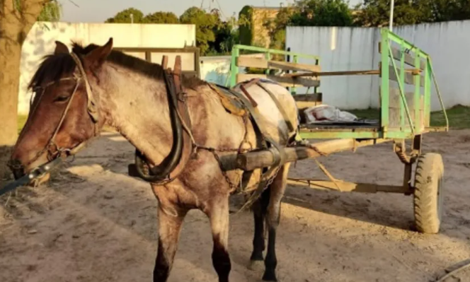 Hicieron participar de un robo a un nene de 8 a&ntilde;os en Fontana: los ladrones se movilizaban en carro