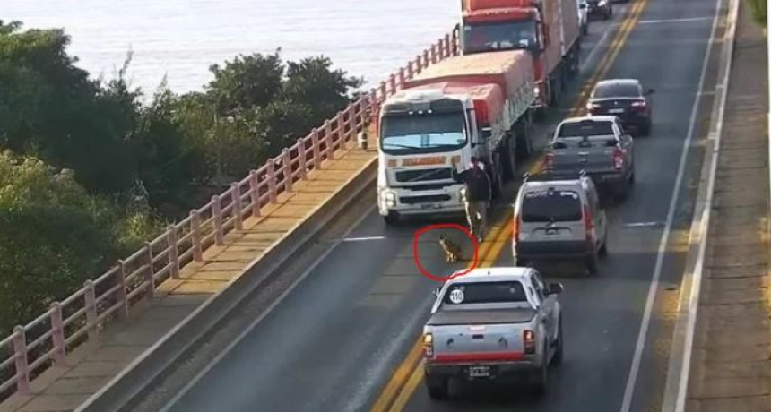 Un perro desorientado gener&oacute; demoras en el puente Chaco-Corrientes