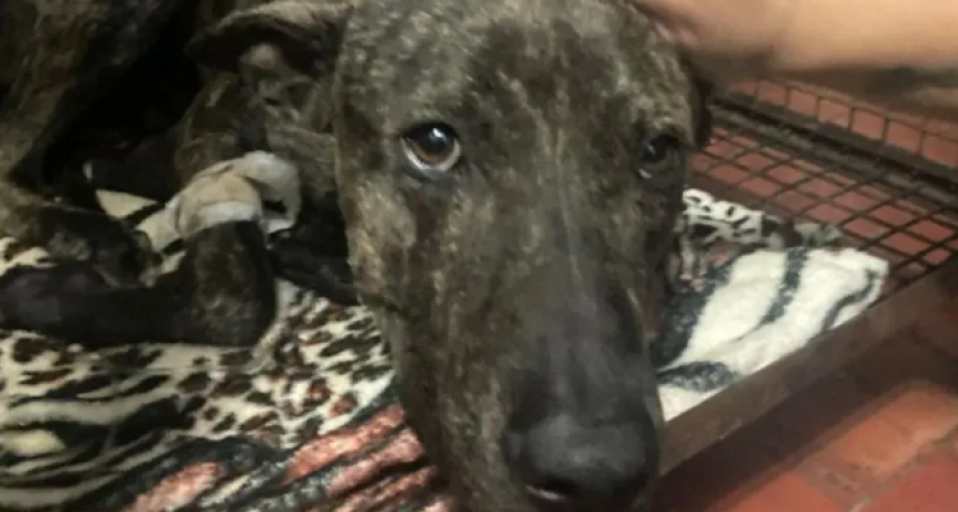 La Justicia sancion&oacute; a un hombre por balear a un perro: deber&aacute; pagar su tratamiento y hacerse cargo de su alimentaci&oacute;n