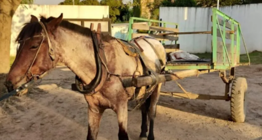 Hicieron participar de un robo a un nene de 8 a&ntilde;os en Fontana: los ladrones se movilizaban en carro