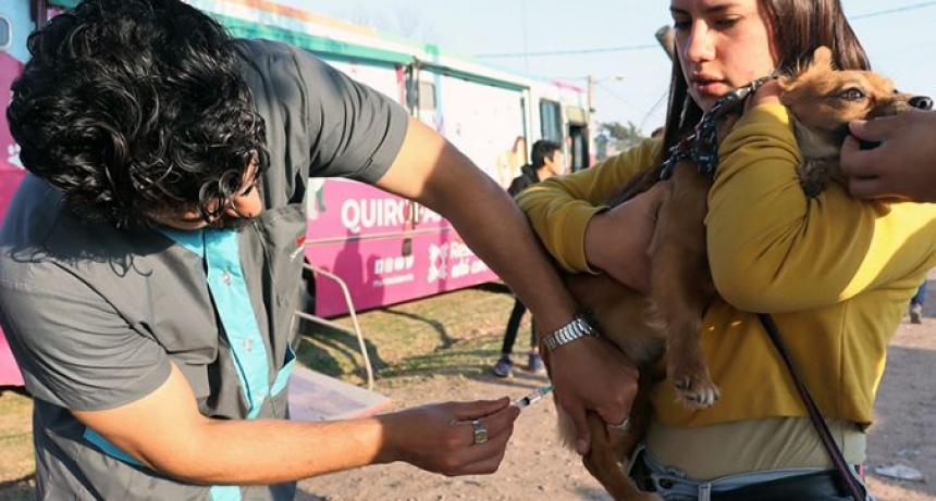 Este lunes realizar&aacute;n castraciones gratuitas de mascotas en el barrio Santo Domingo