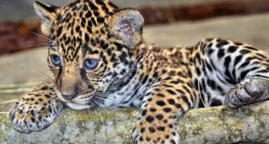Nacieron dos yaguaret&eacute;s silvestres en el Parque Nacional Iber&aacute;