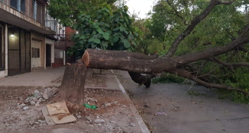 El municipio de Resistencia repudi&oacute; los hechos de vandalismo ambiental sucedidos en avenida Laprida 640