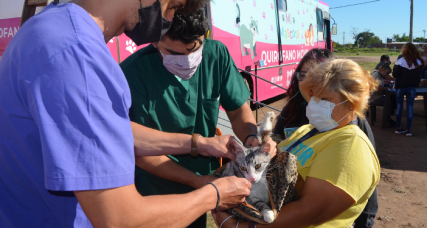 Resistencia: comenz&oacute; la castraci&oacute;n gratuita de perros y gatos en el barrio El Timb&oacute;