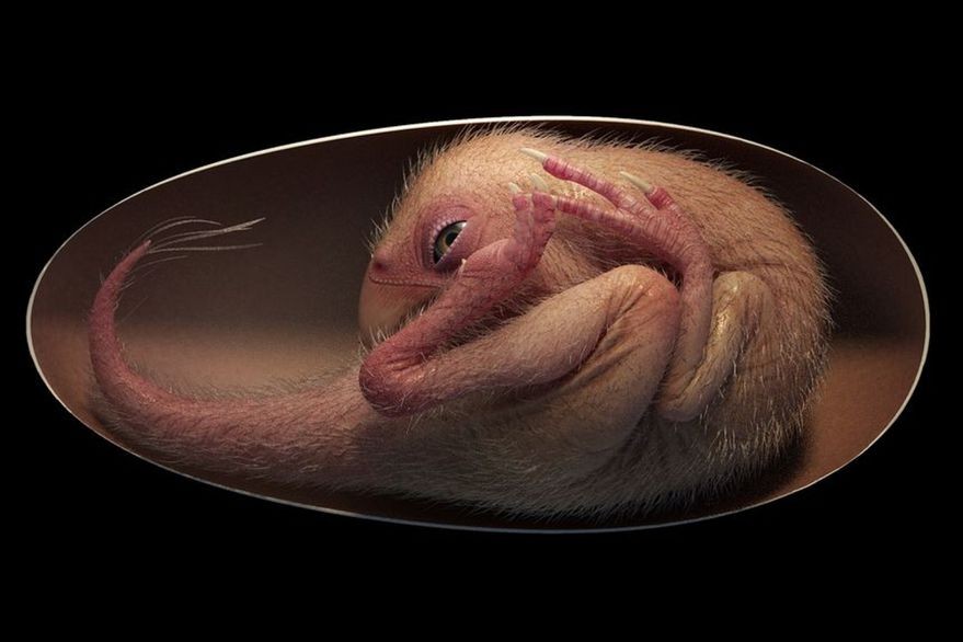 Por qu&eacute; el descubrimiento del embri&oacute;n de dinosaurio es tan importante para la ciencia