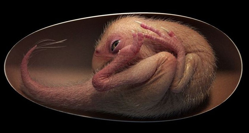 Por qu&eacute; el descubrimiento del embri&oacute;n de dinosaurio es tan importante para la ciencia
